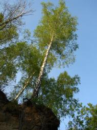 Новий Білоус з panoramio.com