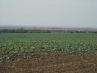 Дубки з panoramio.com