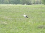 Улянівка з panoramio.com