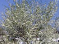 Рудня з panoramio.com