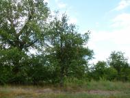 Мареничі з panoramio.com