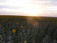 Любопіль з panoramio.com