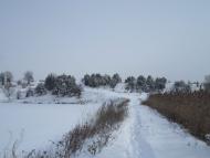 Зарванці з panoramio.com - Зарванцы