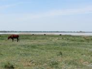 Новотроїцьке з panoramio.com