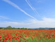 Левадки з panoramio.com