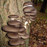 Горянівське з panoramio.com