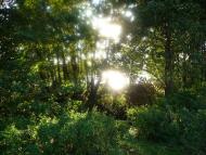 Ображіївка з panoramio.com