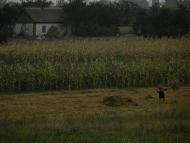 Малософіївка з panoramio.com