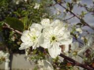 Хрящувате з panoramio.com