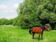 Тростянець з panoramio.com