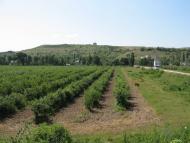 Тінисте з panoramio.com