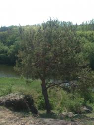 Великомихайлівка з panoramio.com