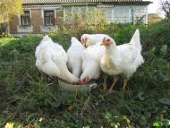 На лугу пасутся ко...