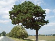 Грядки з panoramio.com