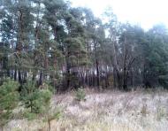 Тарасенки з panoramio.com - Тарасенки