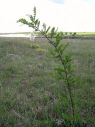 Кубанське з panoramio.com