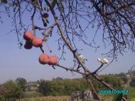 Гаврилівка з panoramio.com