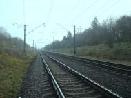 Рідкодуби з panoramio.com