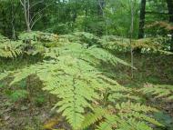 Цвітоха з panoramio.com