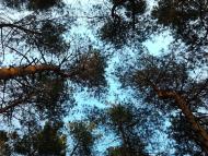 Самусіївка з panoramio.com