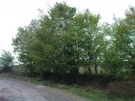 Кобалевиця з panoramio.com