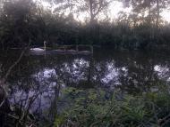 Буринь з panoramio.com