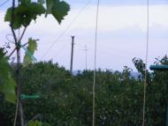 Любопіль з panoramio.com