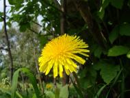 Бабинці з panoramio.com