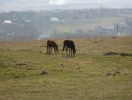 Михальча з panoramio.com