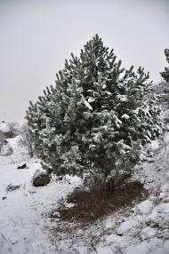 Глухівець з panoramio.com