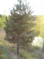 Марчихина Буда з panoramio.com