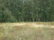 Рижики з panoramio.com