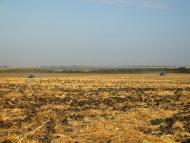 Дубки з panoramio.com