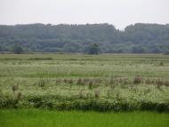 Остроушки з panoramio.com