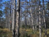 Дубки з panoramio.com