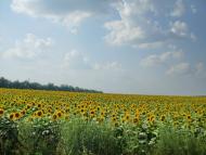 Носівці з panoramio.com