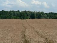 Путрівка з panoramio.com