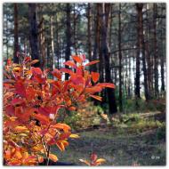 Горянівське з panoramio.com