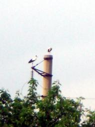 Сурсько-Клевцеве з panoramio.com