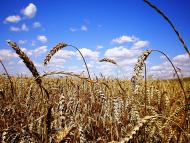 Гійче з panoramio.com