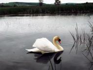 Драниця з panoramio.com