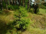 Прибузьке з panoramio.com