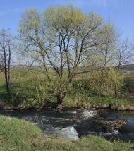 Ушня з panoramio.com