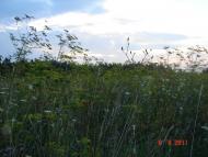 Чагарі-Збаразькі з panoramio.com