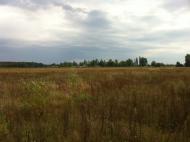 Берестянка з panoramio.com