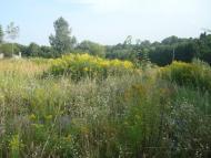 Шпиколоси з panoramio.com