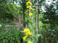 Верхня Сироватка з panoramio.com