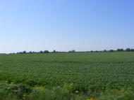 Ходосиха з panoramio.com