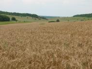 Василівка з panoramio.com