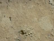 Тополі з panoramio.com